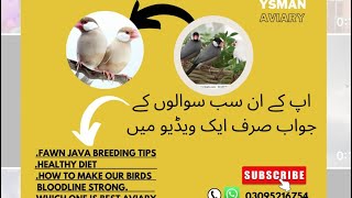 FAWN JAVA BREEDING PROGRESS |FAWN JAVA DIET| FAWN JAVA BREEDING TIPS| LOVE BIRDS Net Worth