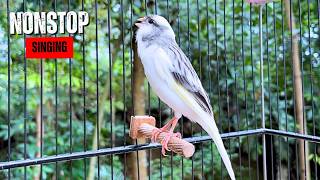 Canary Singing Training That REALLY Works ‼️ Proven Method 🔥