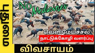 எந்த மருந்தும் தேவையில்லை கோழி வளர்ப்பு முறை நோய் மேலாண்மை || nattu koli valarpu murai tamil