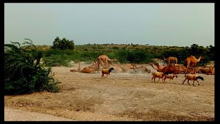 100 Camels  in Thar desert |صحراء_الجمال | أسلوب الحياة للجمال: رحلة في عالم الصحار