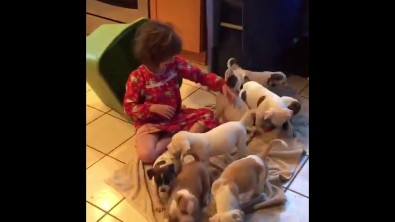 rumble video upload Foster Puppies and Little girl play hide-and-seek