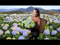 Harvesting flower hydrangea  goes to the market sell   emma daily life
