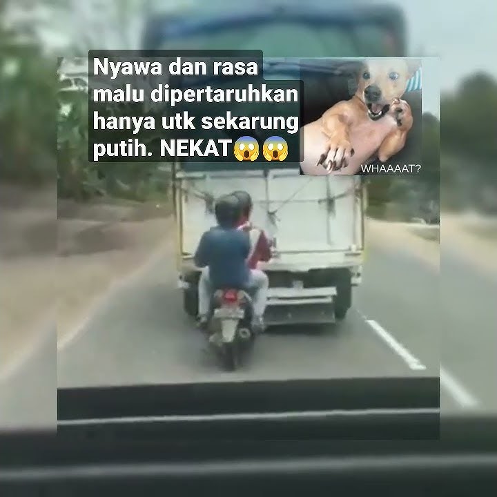 NEKAT, GAK MALU DAN GAK TAKUT MATI - HALO PENJAHAT #halopenjahat #jamrud #maling #shorts #shortvideo