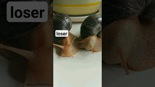 Who Is The Loser? 😂 #Shorts  #Shortfeed #Funnysnail