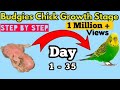 Budgies Chick Growth Stages 1 to 35 Days | New Born Baby Budgies