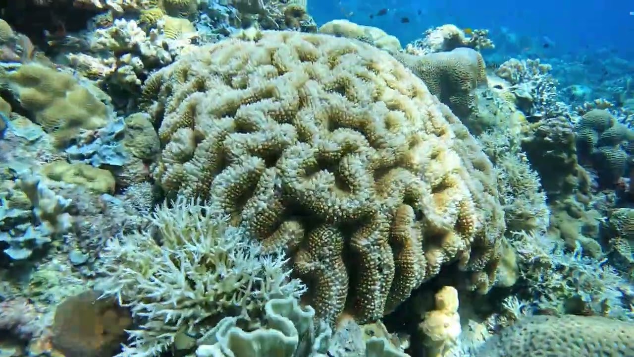 Underwater Paradise Sogod Bay Scuba Resort