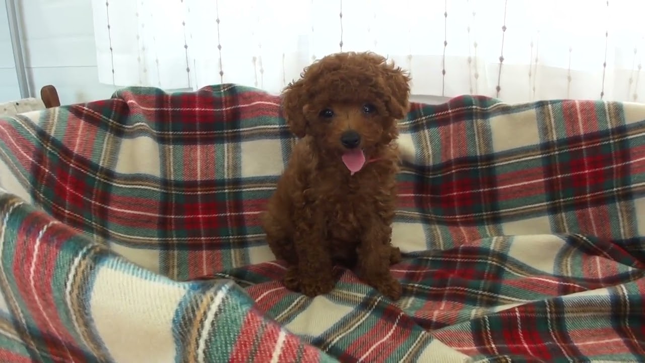 宮城県のトイプードル 女の子 22 04 18生まれ レッド 子犬id 1856 ブリーダーナビ