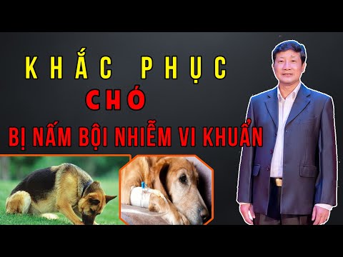 PGS.TS PHẠM NGỌC THẠCH | KHẮC PHỤC CHÓ NẤM BỘI NHIỄM VI KHUÂN