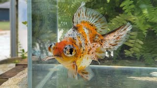 21175 Calico Deep Body Telescope Butterfly - YouTube