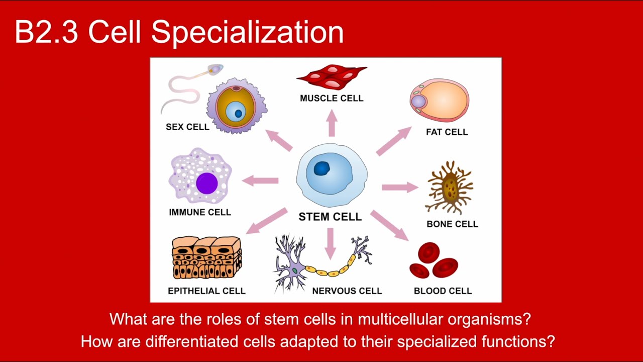 B2.3 Cell Specialization - IB Biology New Curriculum 2025 - YouTube