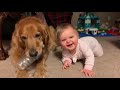 FUNNY VIDEO|| Смешные дети истерически смеются над сборником собак