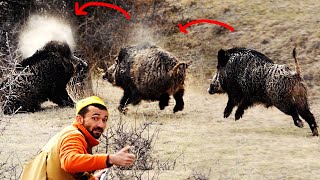 Efsane yaban domuzu avı, Best Wild boar hunting compilation, hog hunts, pig hunting,