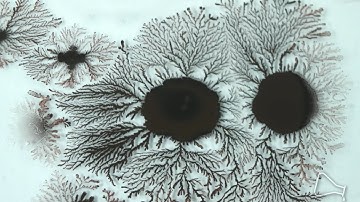 Dentrite Fractals - Tree ink timelapse - 1/2