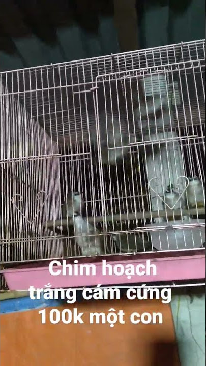 Hoành hoạch trắng 100k một con cám cứng . chim gốc củ chi. ae cần cmt số dt mình gọi lại