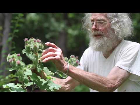 Arctium lappa (Greater Burdock)