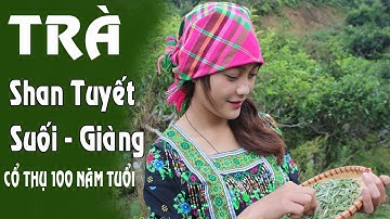 Trà Shan Tuyết - Suối giàng trăm năm tuổi Thiên hạ độc nhất vị trà - chè shan tuyết