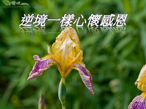逆境一樣心懷感恩
