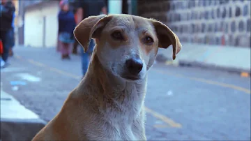 ¿Escuchan los perros a los humanos?