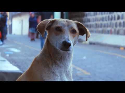 Video: Cómo cuidar las almohadillas de la pata de un perro