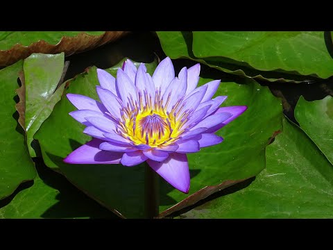 Video: Is Blue Lotus veilig?