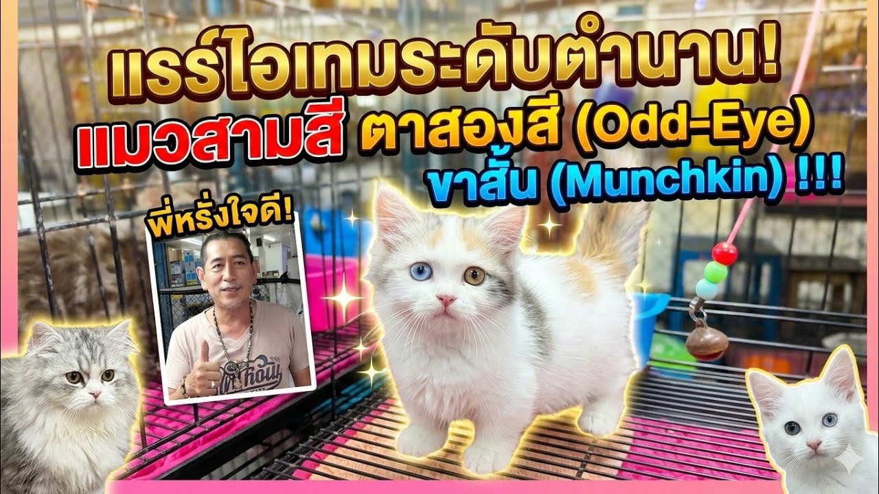 แมว(cat)สุดแรร์ไอเทม ตัวสามสีตาสองสีขาสั้น |พี่หรั่งใจดี