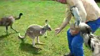 Giant Killer Emu Attack #2