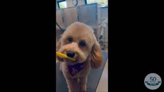 Gracie loves her toothbrush! by Holiday Barn Pet Resorts 23 views 1 year ago 17 seconds