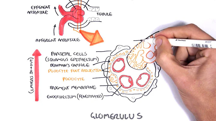 Nephrotic Syndrome - Types and pathology (histology) - DayDayNews