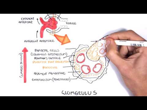 Nephrotic Syndrome - Types and pathology (histology)