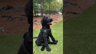 Standard Poodle : 2 month old Jax #standardpoodle