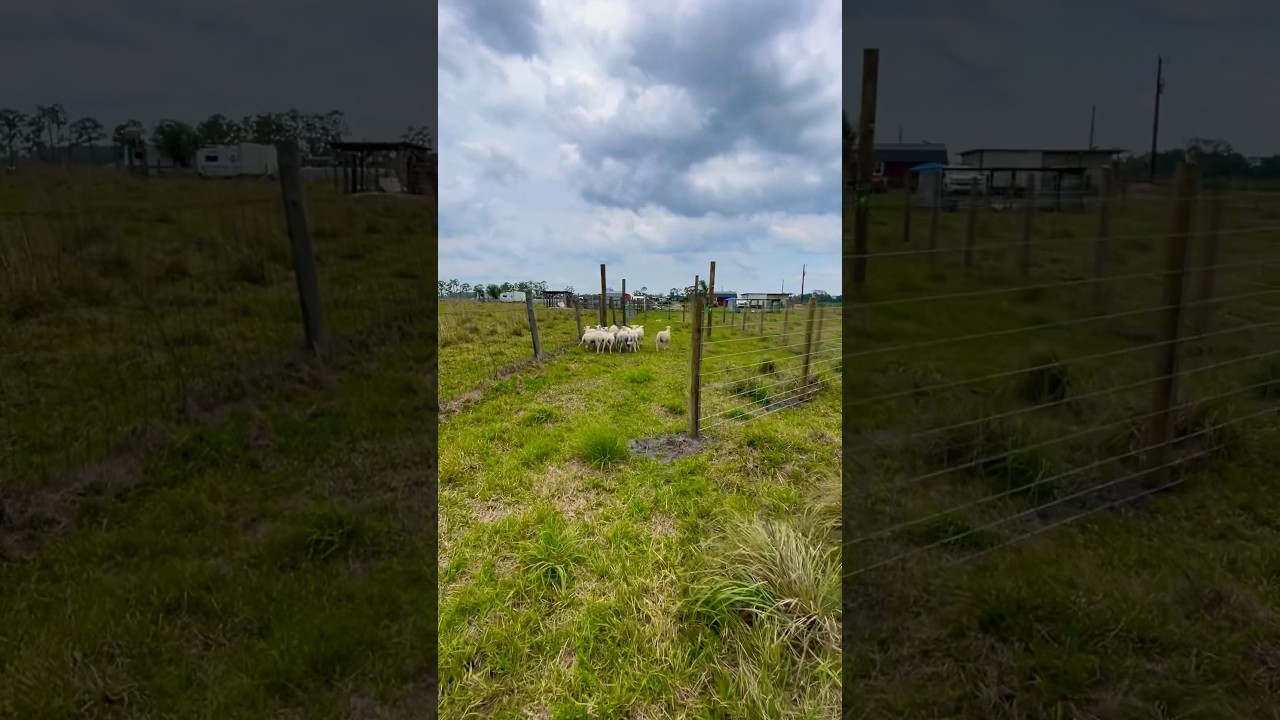 3 for 3 passing the sheep threw the New holding Pen / Chute . Florida farm