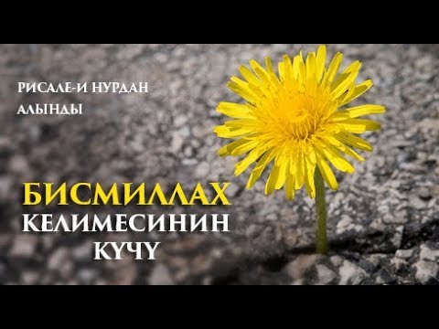 Video: Женьшенди кантип демдесе болот