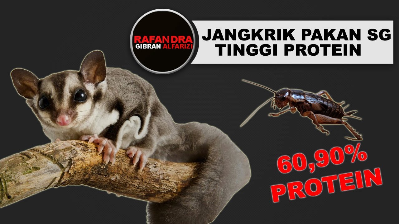 SUGAR GLIDER (JANGKRIK PAKAN SUGER GLIDER) MAKANAN TINGGI PROTEIN