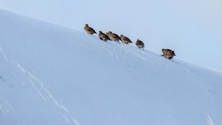 Серые куропатки на кормежке и... поезд. Perdix perdix. Птицы Беларуси.