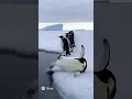ペンギンが氷の上でツルッ
