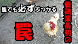 【養鶏をやりたい方へ】養鶏の最初の罠を紹介　Free range eggs