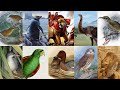 ANIMAIS EXTINTOS PELA HUMANIDADE DE 300 AD ATÉ 2007 #8