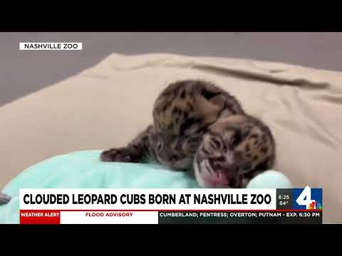 Wideo: Pet Scoop: Clouded Leopard Cub Urodzony w Nashville, Patriots Star wydaje Seal