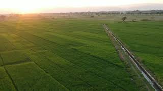 Indonesia Footage #4, The beauty of rice fields and countryside