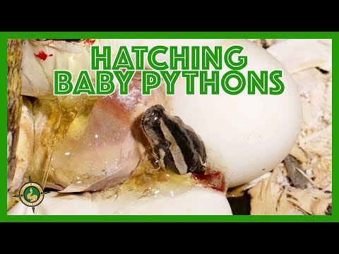 Burmese Python eggs Hatching at Little Rays Nature Centre