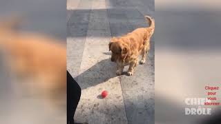 Essayer de Ne Pas Rire - Vidéos Drôles de Chiens à Mourir De Rire - MDR#08 screenshot 2