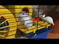 What happens if you put a rubber rat in a hamster cage? 🐹