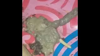 Cara menghilangkan tai kucing yang busuk menjadi harum