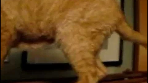 Video 11036381: devon rex cat, kitten devon, kitten dry, kitten climbing, cat old