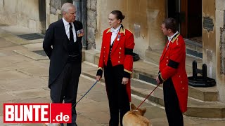 Das Passiert Mit Corgis Der Queen Nach Andrews Auszug