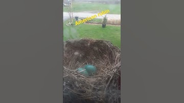 nesting robin.amazing #nature;#wildlife