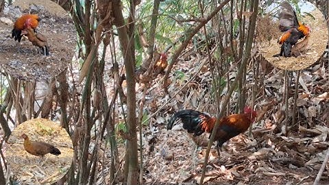 Bẫy gà rừng 15/3/2025 gặp bồi tơ cực hay. Yog haav khuab cuab qaib qus tuaj zoo tiag tiag