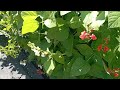 Что выросло и цветёт на нашем огороде? Отпуск в деревне