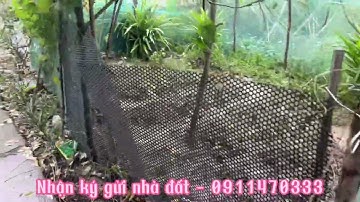 Tập 67 💓 Bán đất nền gần kcn Tân Hương giá siêu rẻ, DT: 8x32 nở hậu. Cách QL1A: 700m