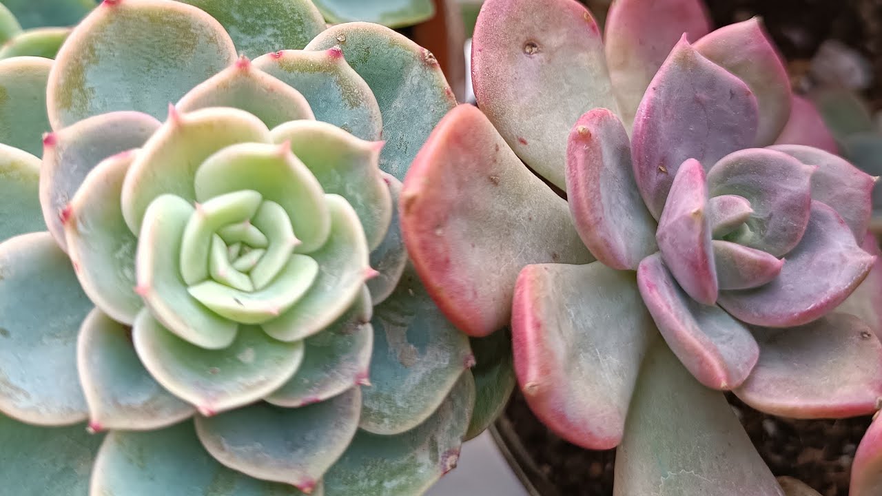 Sukulent kargom İzmir yolcusu❤🥰 #sukulent #sukulentsatışı #succulent #sukulentbakımı #çiçek #bitki